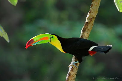 Avistamiento de Aves en Minca